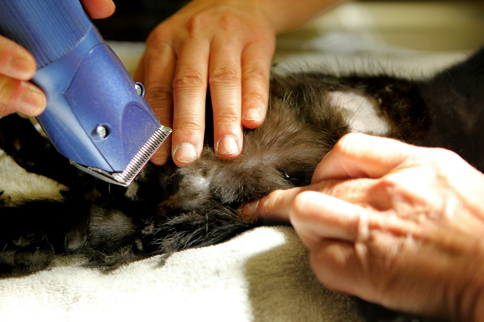 Vet Clinic Cleaning Chippenham service in Chippenham and Wiltshire